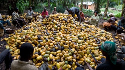 U.S. Removes Export Duty On Cocoa, Others From Nigeria