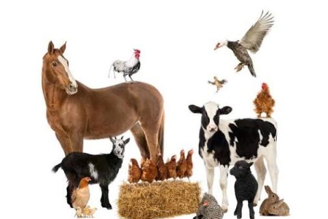 IBLI Consortium Disburses ₦181.9m Claims To Livestock Herders Across Adamawa, Bauchi & Plateau States