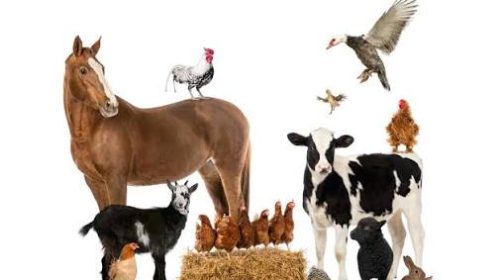 IBLI Consortium Disburses ₦181.9m Claims To Livestock Herders Across Adamawa, Bauchi & Plateau States